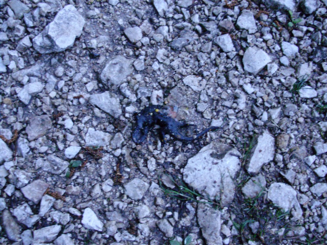 Popolazione di S. salamandra molto numerosa